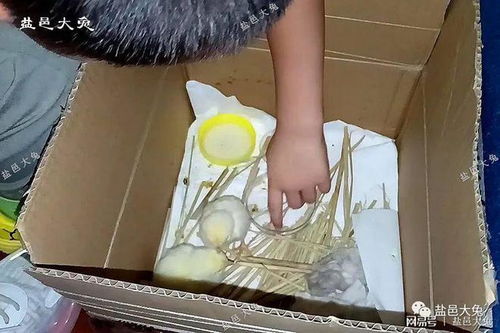商家卖鲜蛋送雏鸡的吸引力,其实是一种双赢