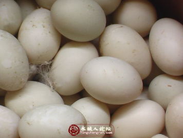 长期销售鲜蛋 松花蛋 咸鸭蛋